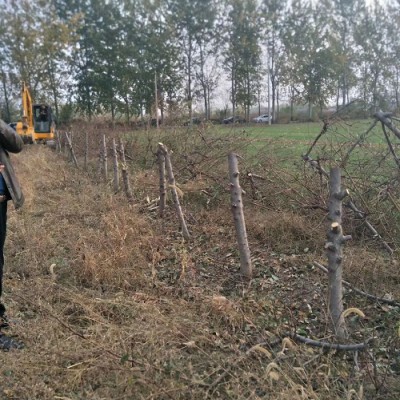 山西占地苹果树 梨树 樱桃树