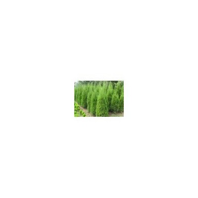供应1米--3米蜀侩 侧柏 油松