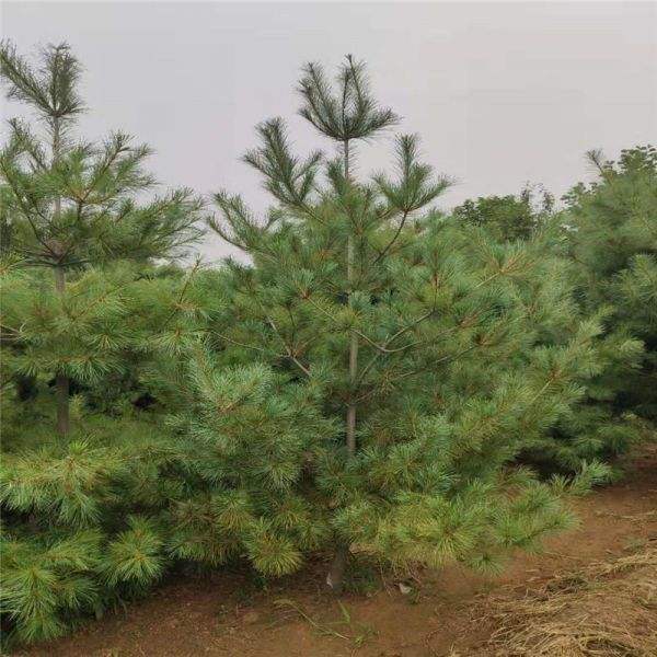 3米华山松-产地直销3米华山松-3米华山松多少钱一株