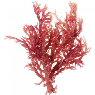 石花菜刺菜褐藻龙须菜鹿角藻麒麟菜进口如何进行清关操作呢