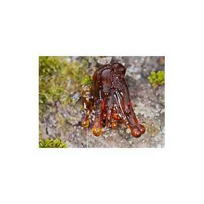 进口树脂报关清关流程
